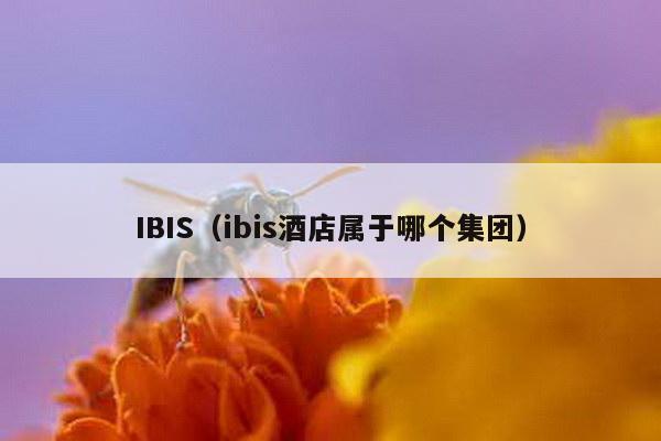 IBIS（ibis酒店属于哪个集团）