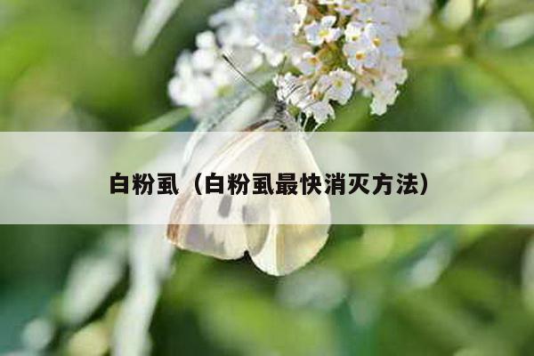 白粉虱（白粉虱最快消灭方法）