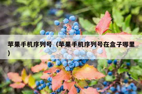 苹果手机序列号（苹果手机序列号在盒子哪里）