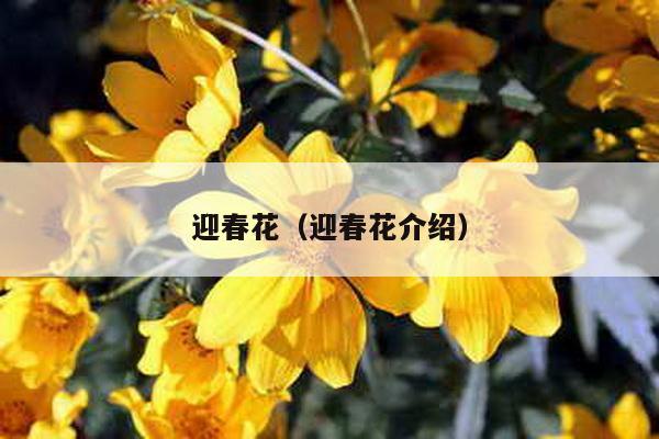 迎春花（迎春花介绍）