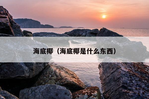 海底椰（海底椰是什么东西）