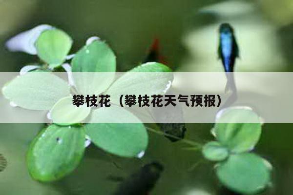 攀枝花（攀枝花天气预报）