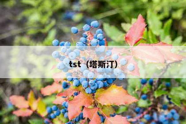 tst（塔斯汀）