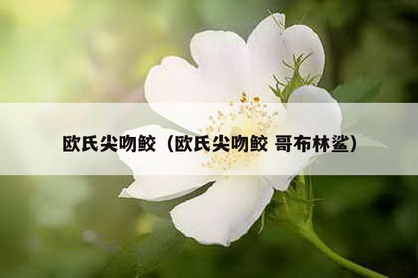 欧氏尖吻鲛（欧氏尖吻鲛 哥布林鲨）