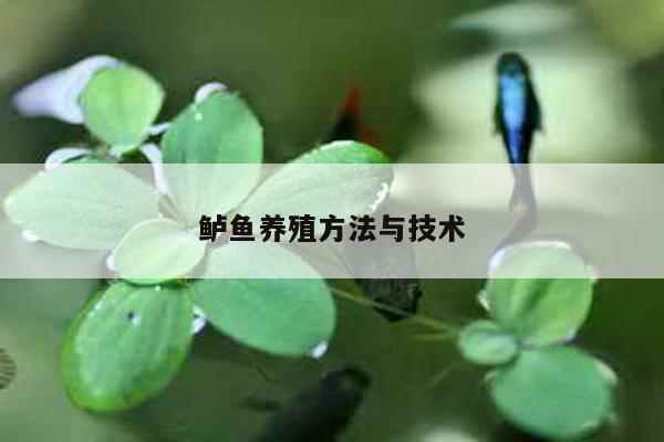 鲈鱼养殖方法与技术