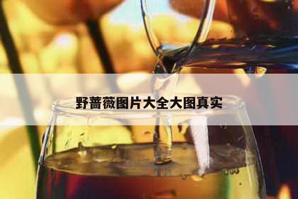 野蔷薇图片大全大图真实