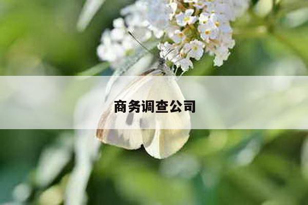 商务调查公司