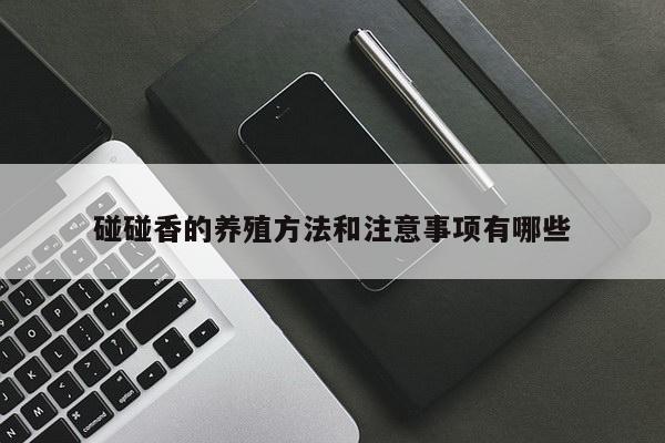 碰碰香的养殖方法和注意事项有哪些