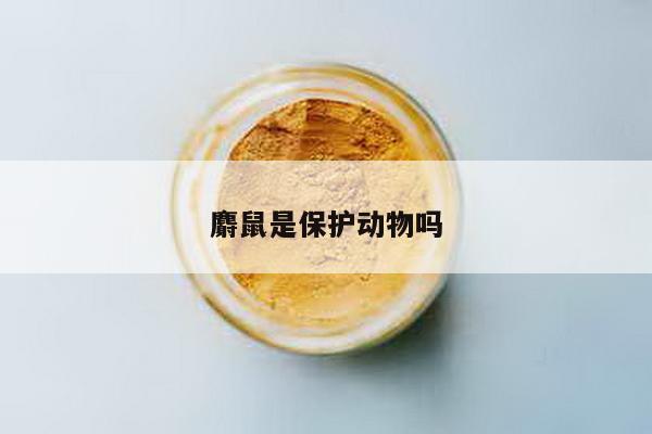 麝鼠是保护动物吗