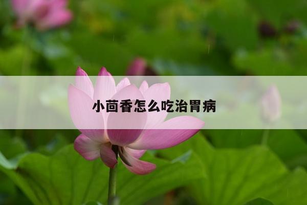 小茴香怎么吃治胃病