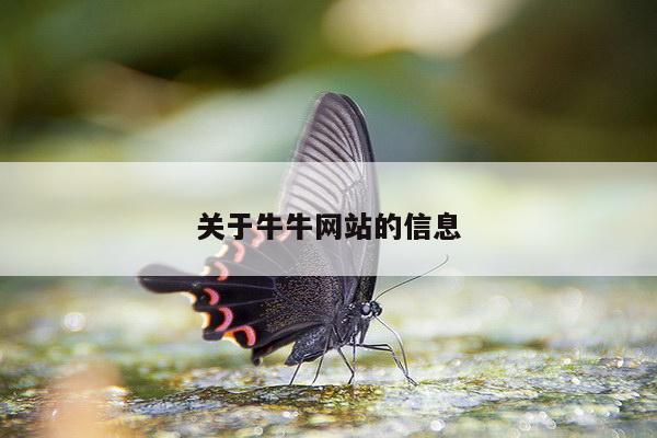 关于牛牛网站的信息