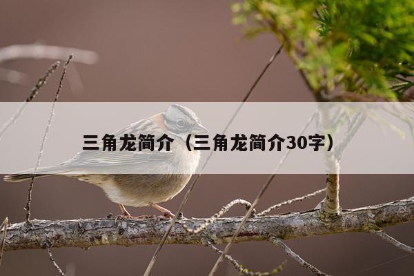 三角龙简介（三角龙简介30字）