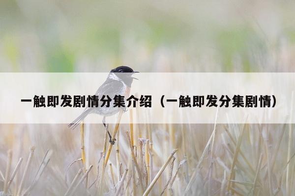 一触即发剧情分集介绍（一触即发分集剧情）