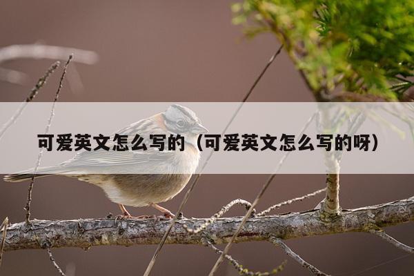 可爱英文怎么写的（可爱英文怎么写的呀）