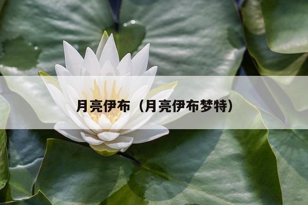 月亮伊布（月亮伊布梦特）