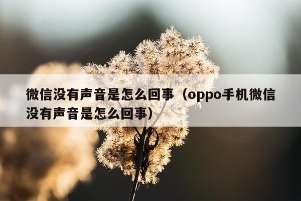 微信没有声音是怎么回事（oppo手机微信没有声音是怎么回事）