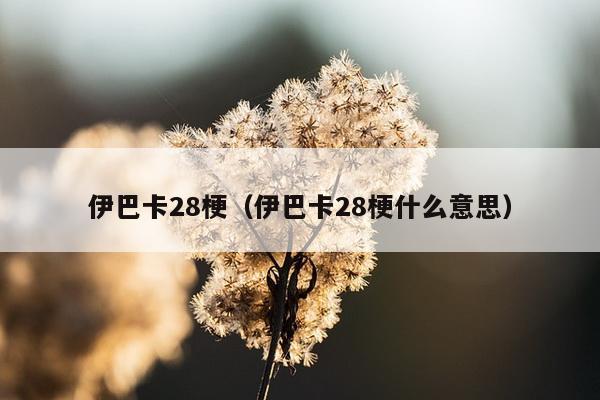 伊巴卡28梗（伊巴卡28梗什么意思）