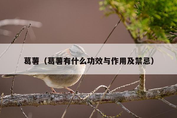 葛薯（葛薯有什么功效与作用及禁忌）