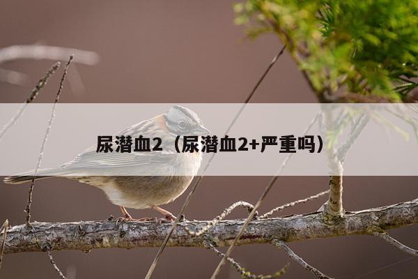 尿潜血2（尿潜血2+严重吗）