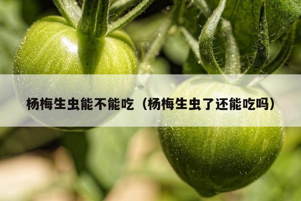 杨梅生虫能不能吃（杨梅生虫了还能吃吗）