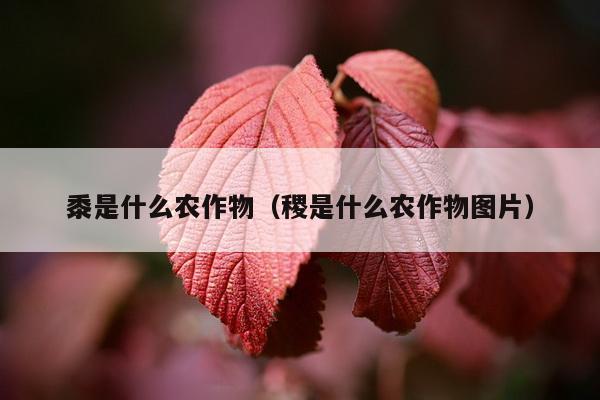 黍是什么农作物（稷是什么农作物图片）