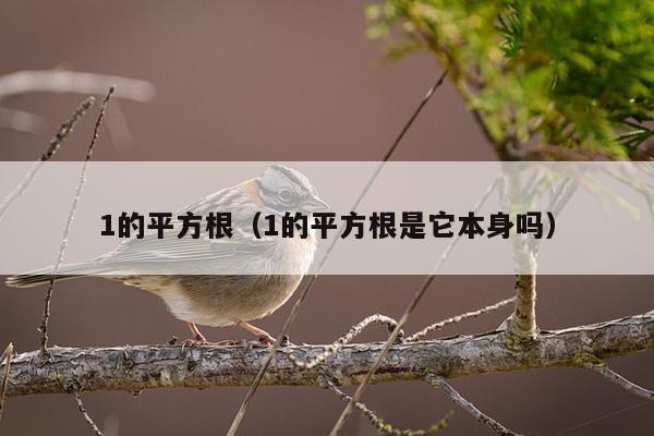 1的平方根（1的平方根是它本身吗）