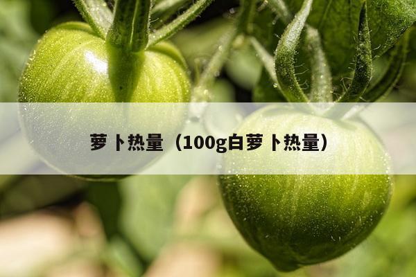 萝卜热量（100g白萝卜热量）