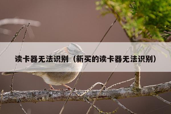 读卡器无法识别（新买的读卡器无法识别）