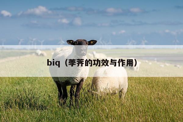 biq（荸荠的功效与作用）