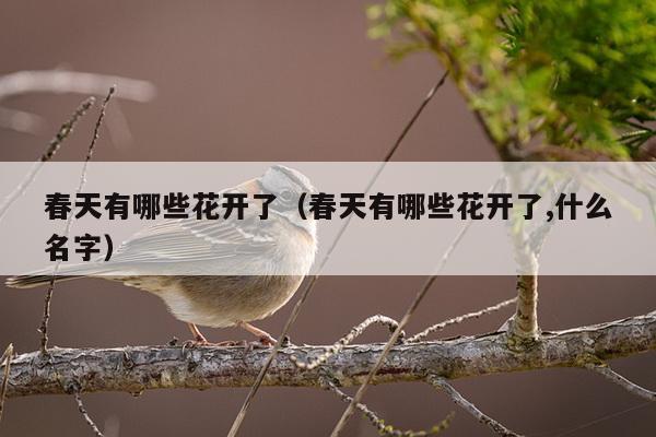 春天有哪些花开了（春天有哪些花开了,什么名字）