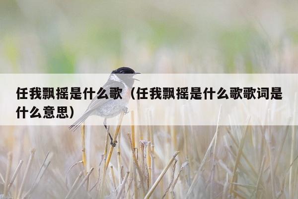 任我飘摇是什么歌（任我飘摇是什么歌歌词是什么意思）