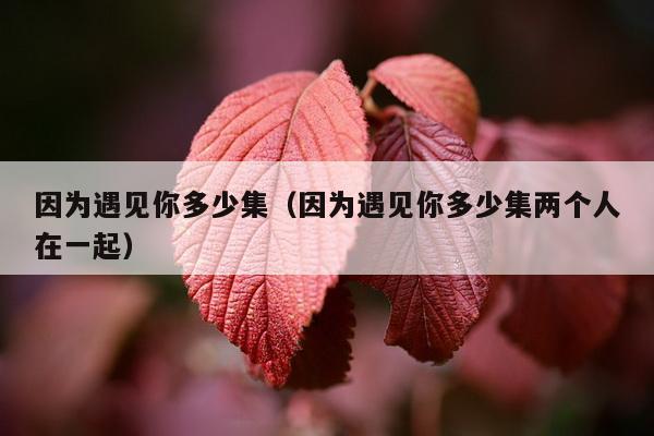 因为遇见你多少集（因为遇见你多少集两个人在一起）