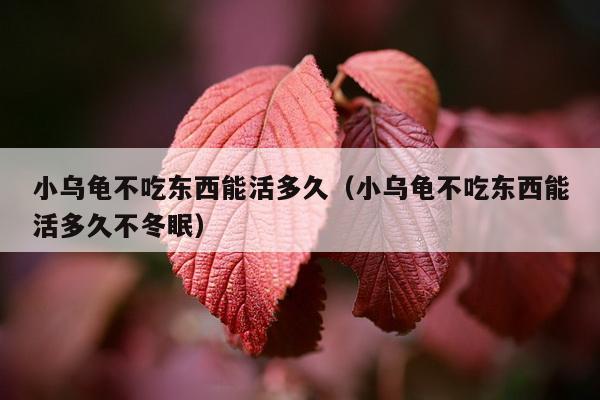 小乌龟不吃东西能活多久（小乌龟不吃东西能活多久不冬眠）