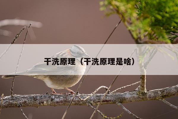 干洗原理（干洗原理是啥）