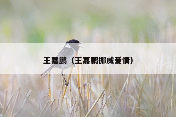 王嘉鹏（王嘉鹏挪威爱情）