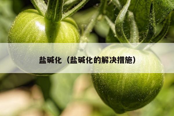 盐碱化（盐碱化的解决措施）