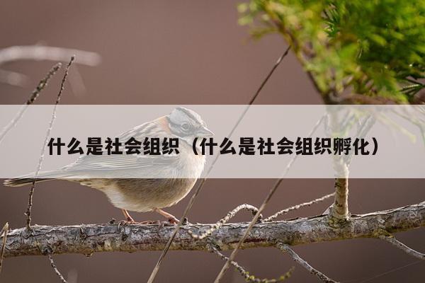 什么是社会组织（什么是社会组织孵化）