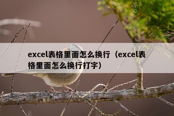 excel表格里面怎么换行（excel表格里面怎么换行打字）