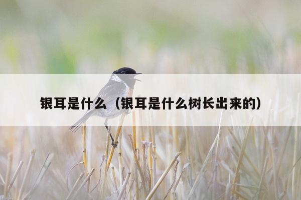 银耳是什么（银耳是什么树长出来的）