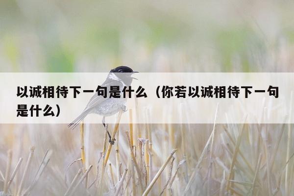 以诚相待下一句是什么（你若以诚相待下一句是什么）