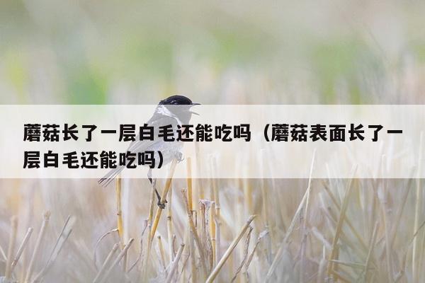 蘑菇长了一层白毛还能吃吗（蘑菇表面长了一层白毛还能吃吗）