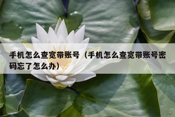 手机怎么查宽带账号（手机怎么查宽带账号密码忘了怎么办）