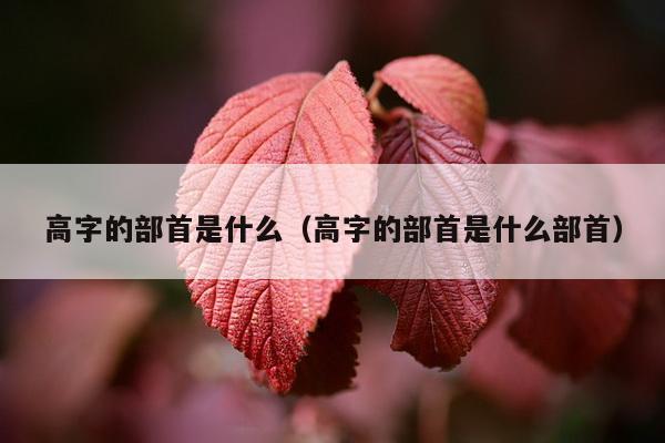 高字的部首是什么（高字的部首是什么部首）