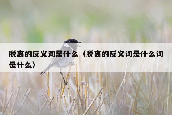 脱离的反义词是什么（脱离的反义词是什么词是什么）