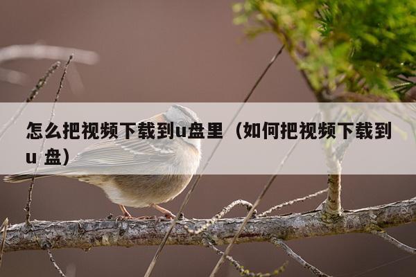 怎么把视频下载到u盘里（如何把视频下载到u 盘）