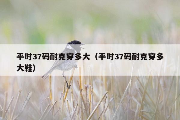 平时37码耐克穿多大（平时37码耐克穿多大鞋）