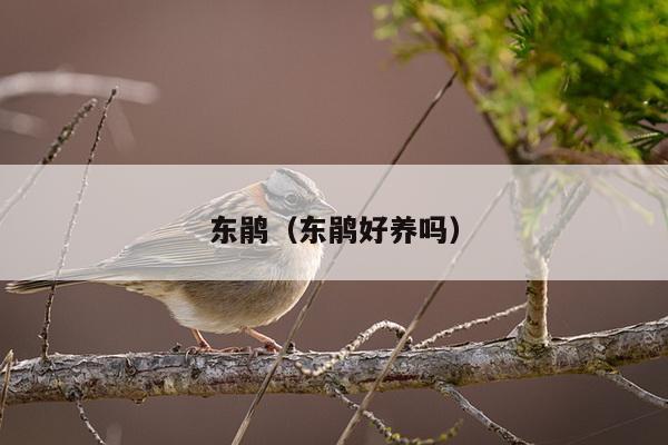 东鹃（东鹃好养吗）