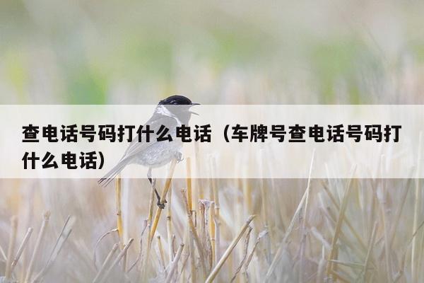 查电话号码打什么电话（车牌号查电话号码打什么电话）