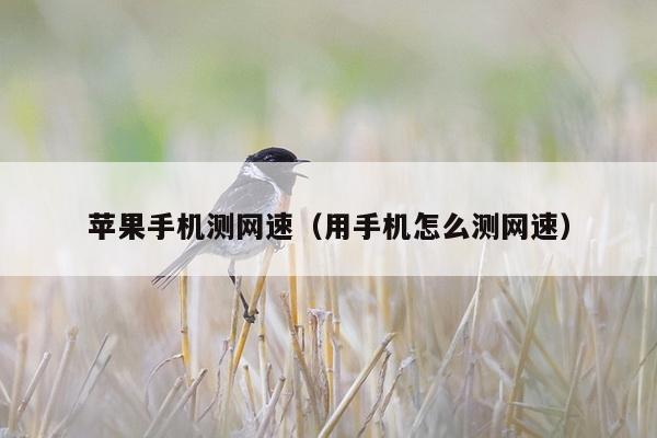 苹果手机测网速（用手机怎么测网速）