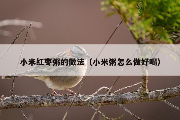 小米红枣粥的做法（小米粥怎么做好喝）